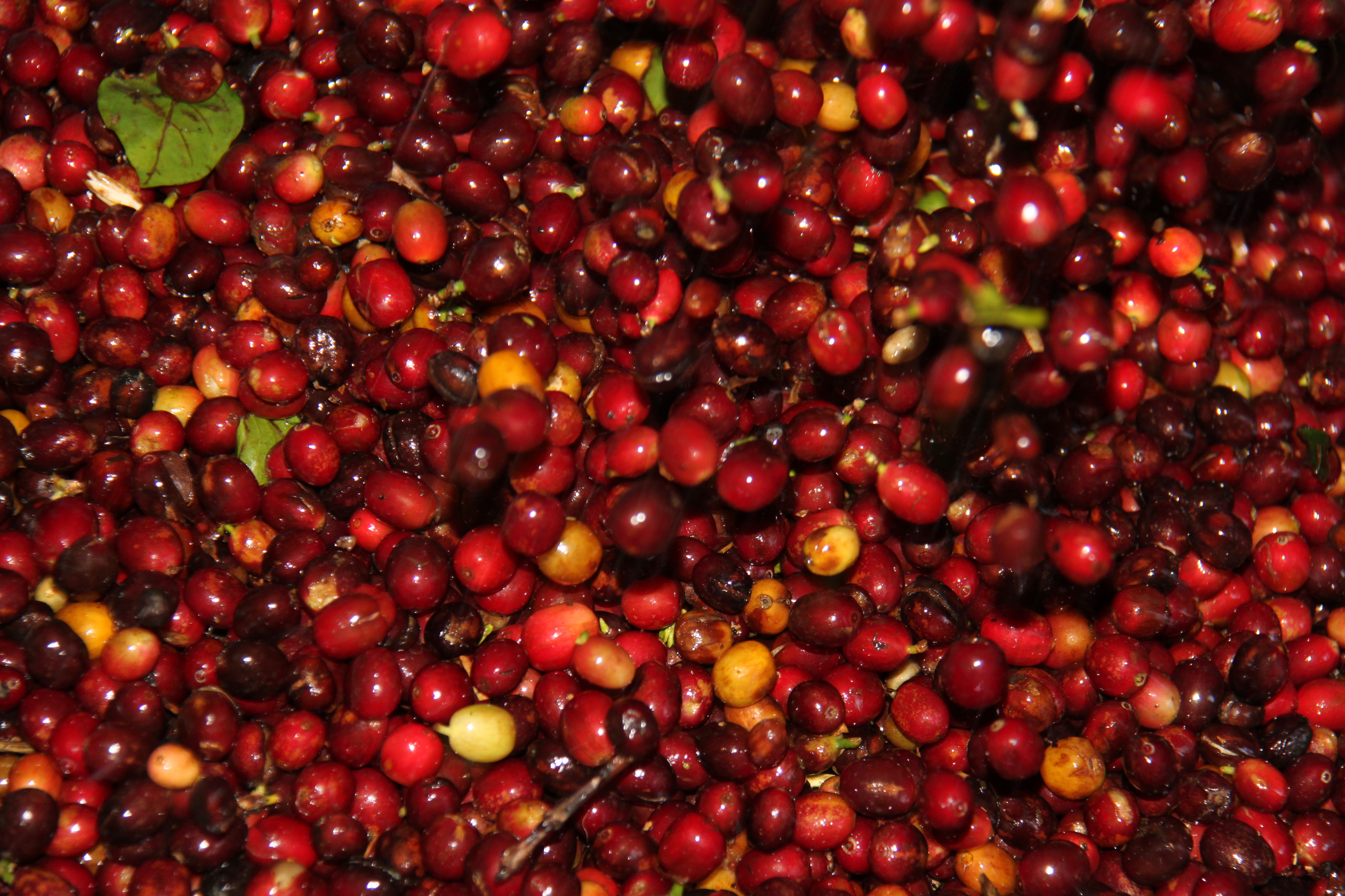 Cerezas de caf&eacute; en la rama